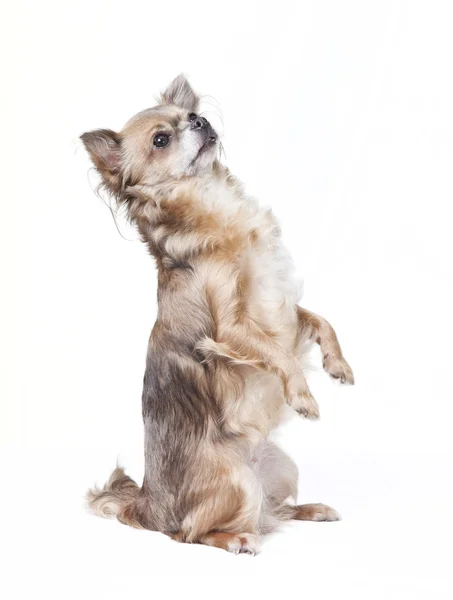 Chihuahua siedzi — Zdjęcie stockowe