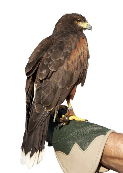 Golden Eagle Isolated on glove — Stock Photo, Image