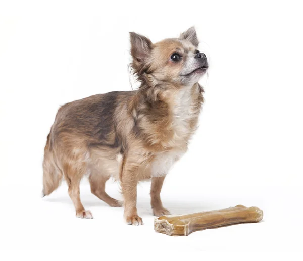 Small chihuahua with big bone — Stock Photo, Image