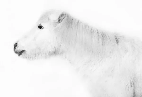 Witte pony voor een witte achtergrond — Stockfoto