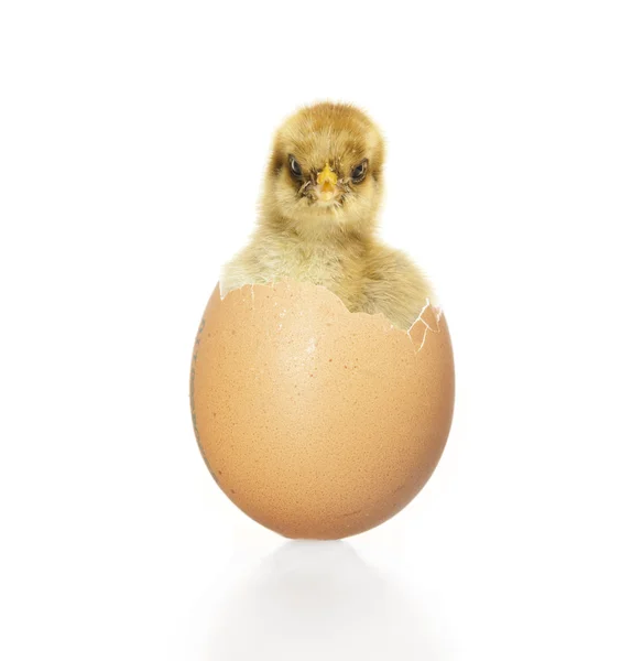 Küken schauen aus dem Ei — Stockfoto