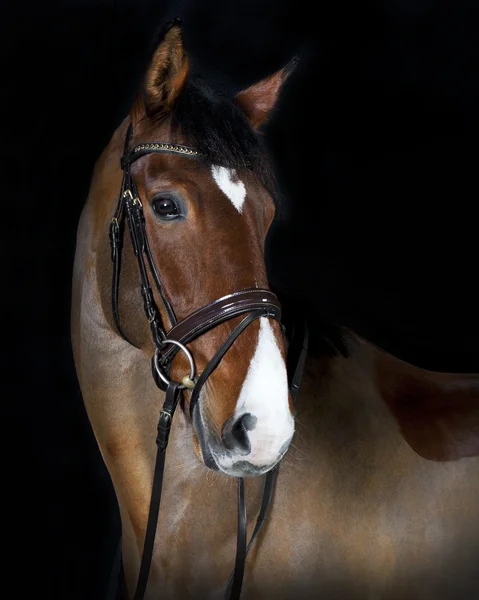 Oberholsteiner Reiten — Stockfoto