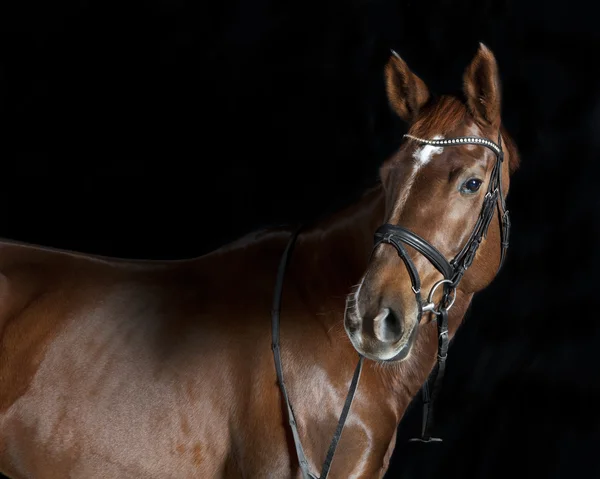 Oldenburger cavalo de equitação — Fotografia de Stock