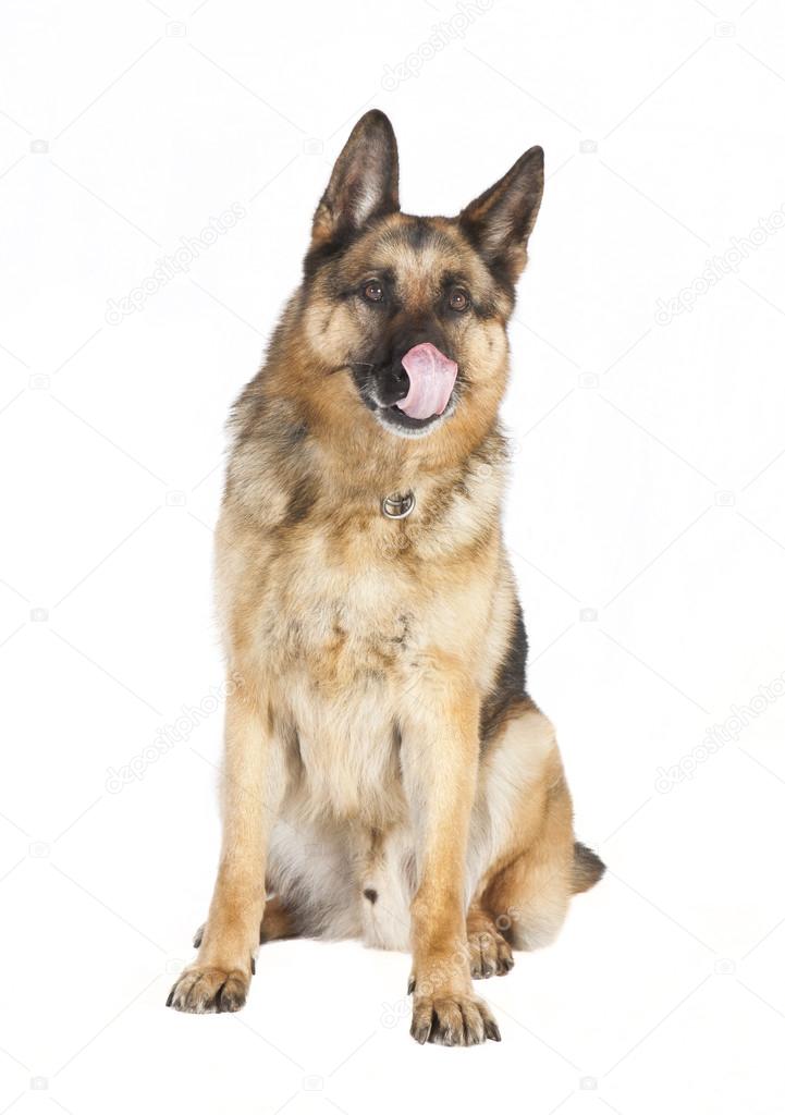 Sheepdog Background White Stock Photo C Purple Queue