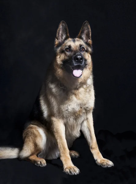 Schäferhund-Porträt sitzend — Stockfoto