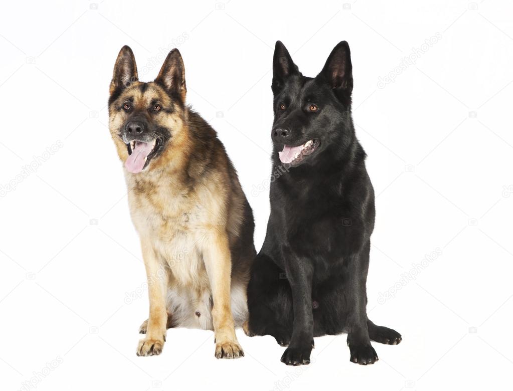 Two German sheepdog