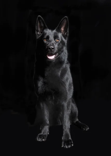 Black German Shepherd sitting — Stock Photo, Image