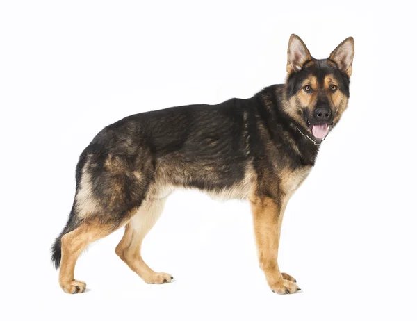 Standing German Shepherd dog — Stock Photo, Image