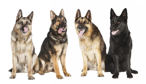 Four German Shepherds — Stock Photo, Image