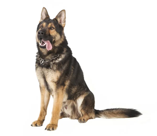An old German Shepherd Stock Picture
