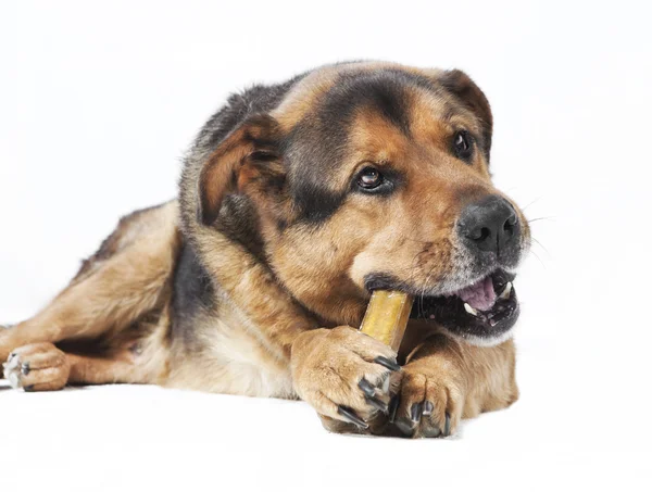 개 먹는 뼈 — 스톡 사진