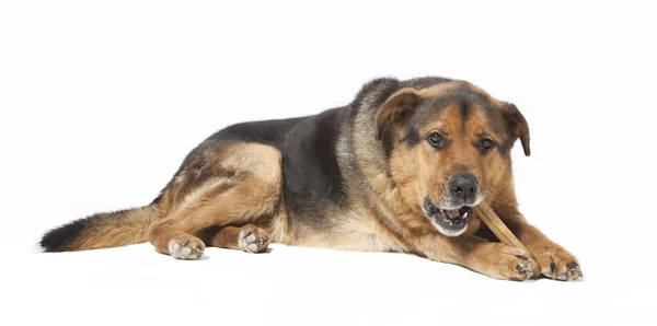 Dog chewing on bones — Stock Photo, Image