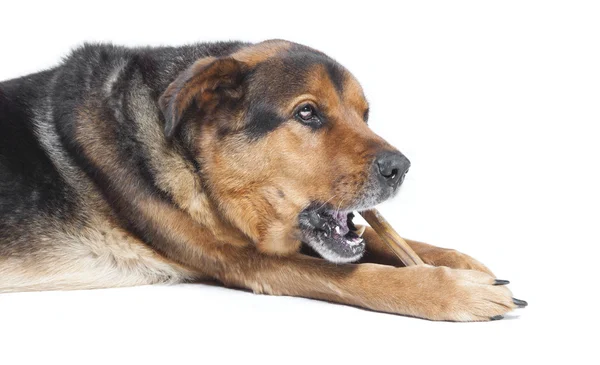 Old dog with bone — Stock Photo, Image