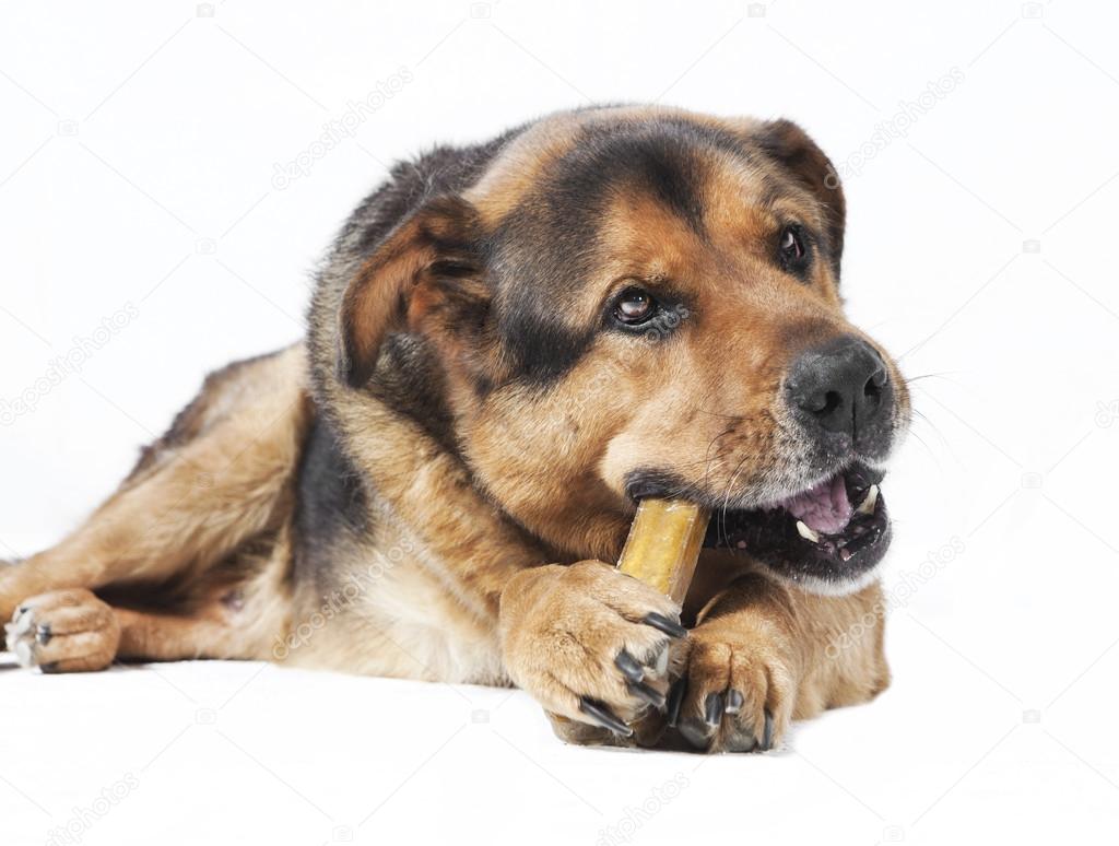 Dog eats bones
