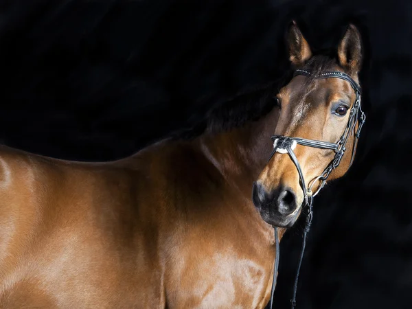 Cavalo oldenburg marrom — Fotografia de Stock