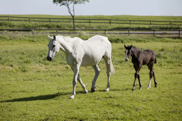 Mare with foal — Stock Photo, Image