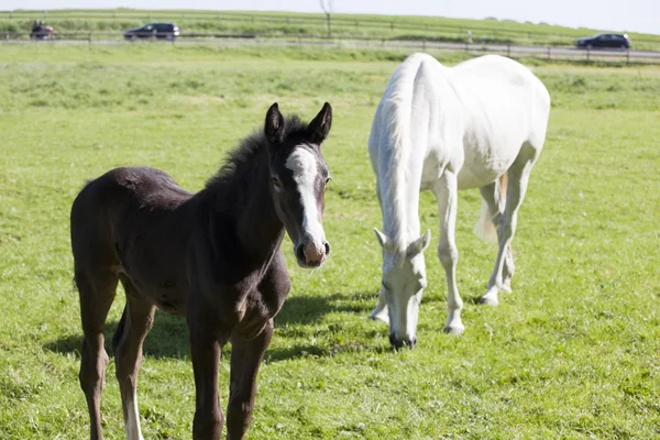 Foal with mare — Stock Photo, Image
