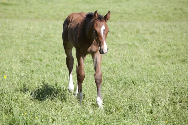 Young Holsteiner foals — Stock Photo, Image