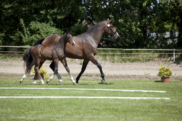 Brown mare with foal at foot — Stock Photo, Image