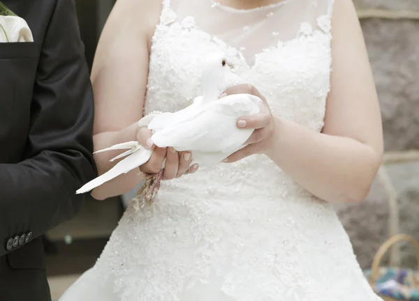 Bride with dove in hand — Stock Photo, Image