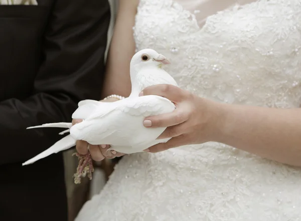 Bride with white dove — Stock Photo, Image