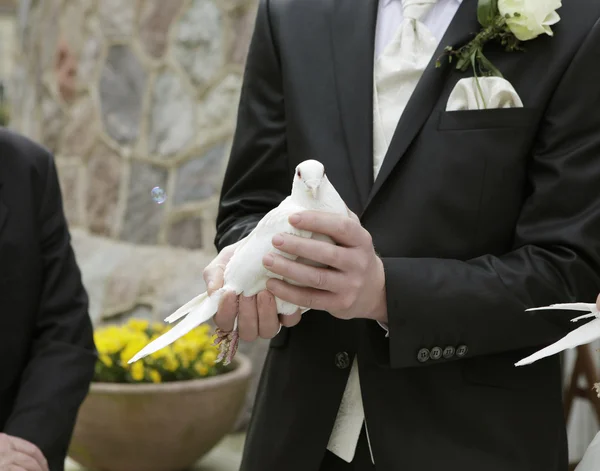 Novio con paloma en la mano —  Fotos de Stock