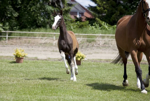 Fohlen-Sportpferd — Stockfoto