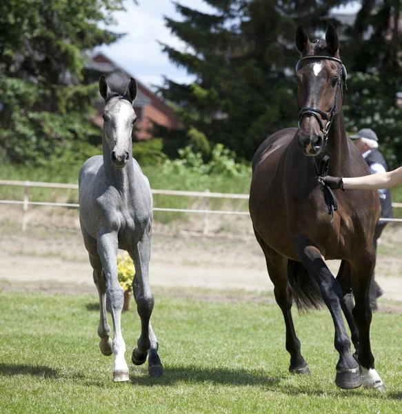 Brown mare foal gray — Stock Photo, Image