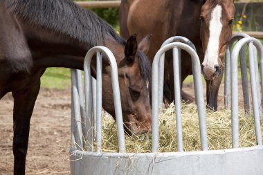 Horses eating from hay rack 