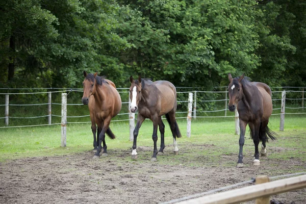 Three Holsteiner horses — Zdjęcie stockowe