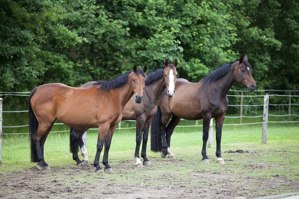 Three Warmblood Horses on pasture — Stock Fotó