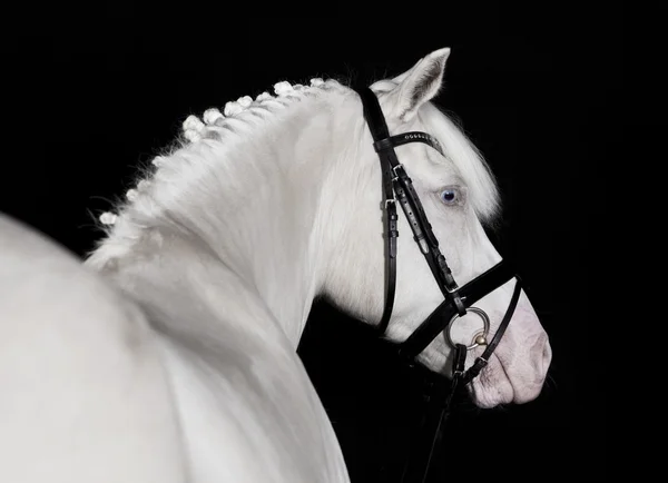 Rijden Pony wit — Stockfoto