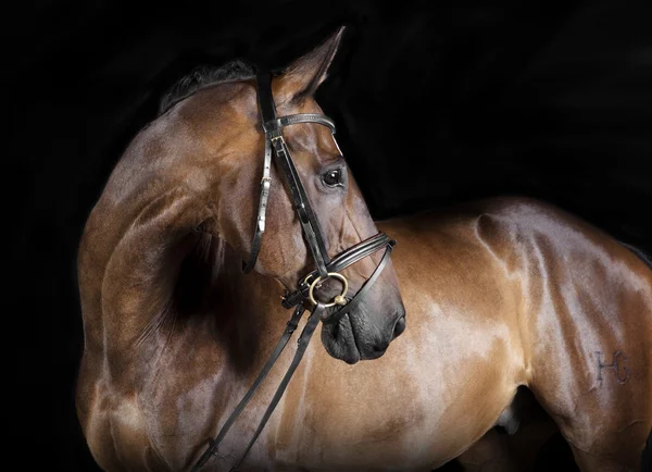 Węgierski koń gorącokrwisty brązowy — Zdjęcie stockowe