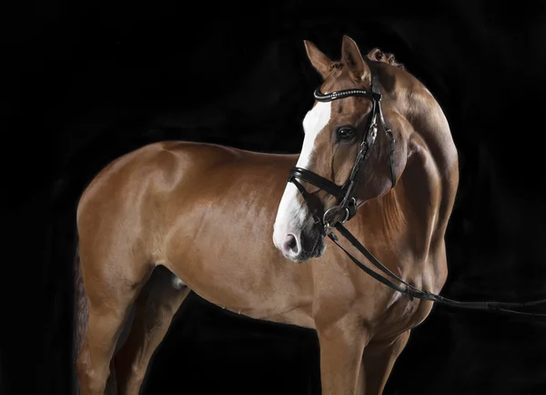 Oldenburg paard Studio zwarte achtergrond — Stockfoto