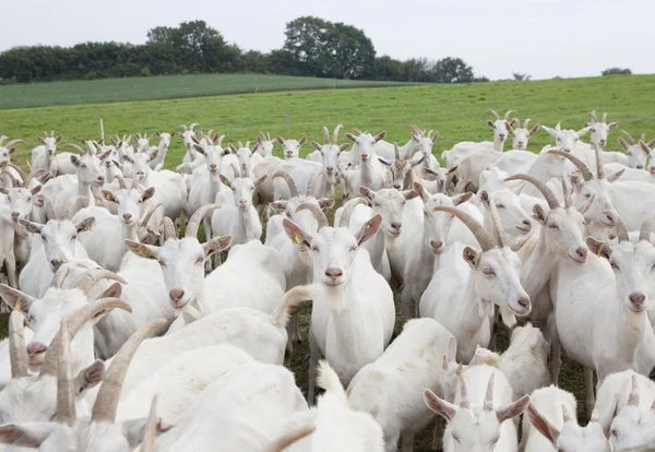 Melkgeiten in de schuur — Stockfoto