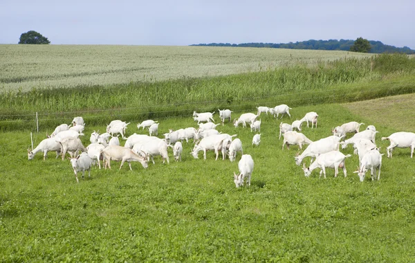 Cabras en pastos — Foto de Stock