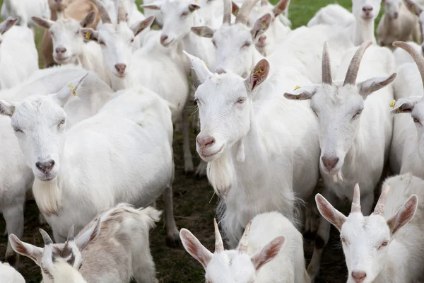 Rebaño de cabras Buren — Foto de Stock