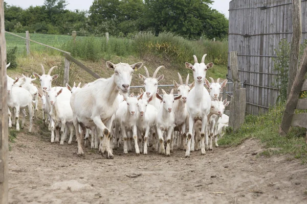 Witte kudde geiten — Stockfoto