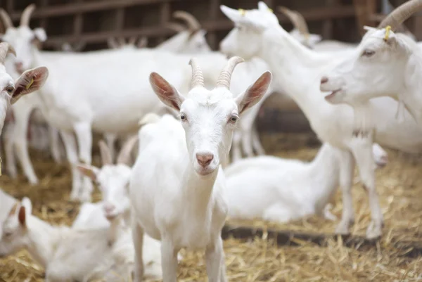 Cabras leiteiras no celeiro — Fotografia de Stock