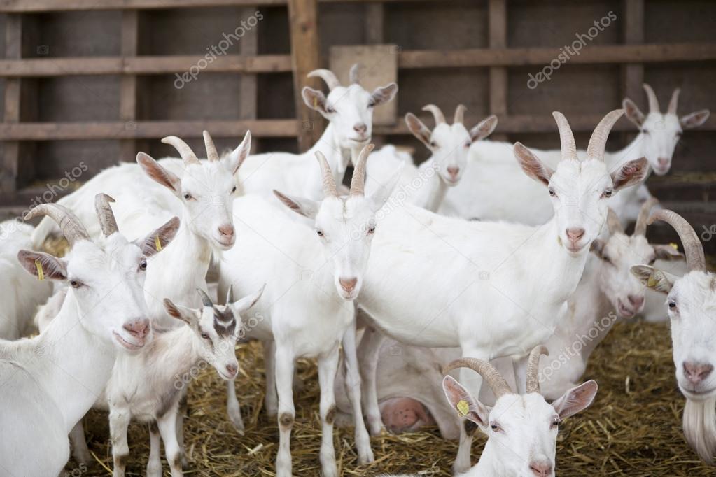 Goats in the barn