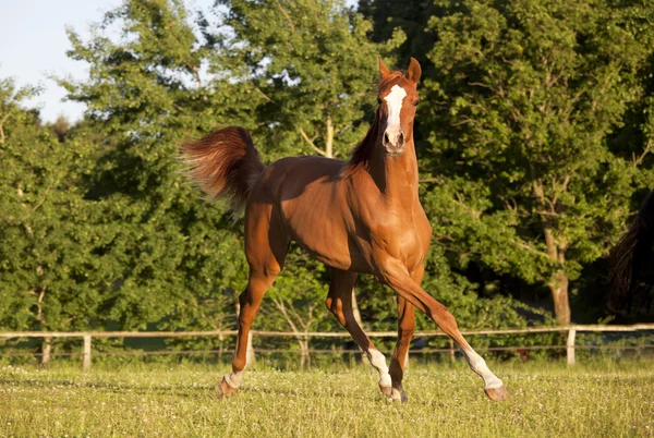 Trote de cavalo jovem em pasto — Fotografia de Stock