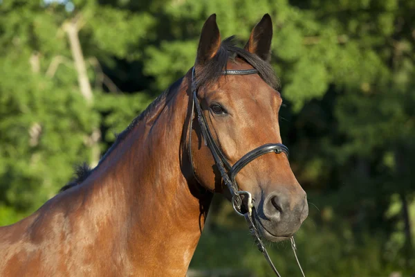 Brun häst med betsel — Stockfoto