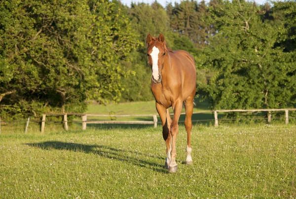 Jovem cavalo Holsteiner em pasto — Fotografia de Stock