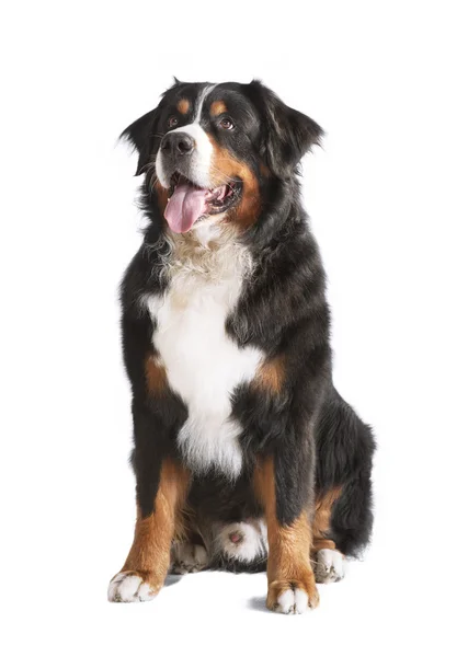 Cão de montanha Bernese isolado — Fotografia de Stock