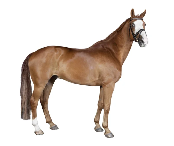 Izolované hnědý kůň — Stock fotografie