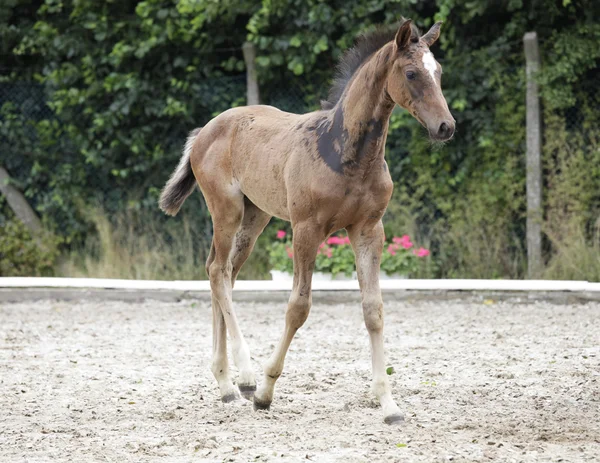 Holsteiner foals noble — Φωτογραφία Αρχείου