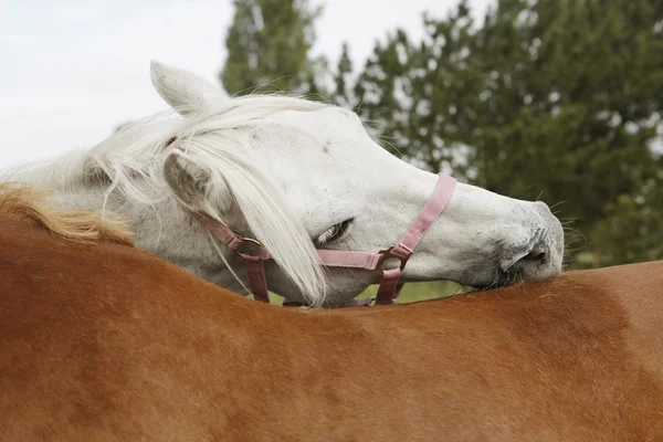 Dos buenos caballos preen — Foto de Stock