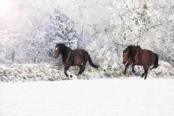 Caballos galopando en la nieve — Foto de Stock