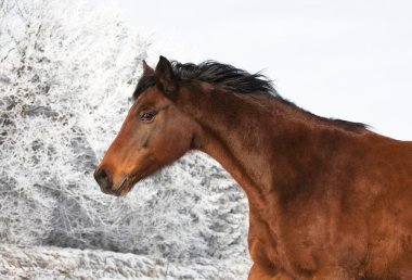 Kışın kahverengi mare