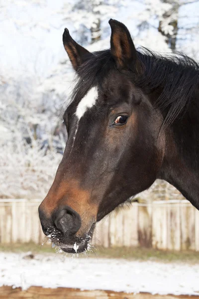 Cabeza de caballo Invierno — Foto de Stock